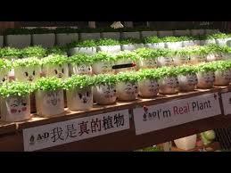Plants will also grow when given dragon fruit are very easy to propagate from either seed or cuttings. Dragon Fruit Seedling Real Organic Plant In Beautiful Pots Youtube