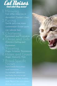 Feline Linguistics Cat Noises And What They Mean Cats Will Play Cat Noises Cats Cat Parenting