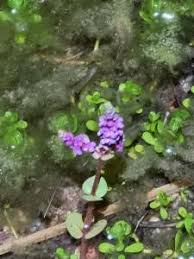 Image result for Rotala capensis