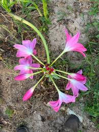 Image result for Crinum walteri