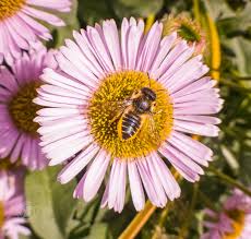 Leafcutter Bees Ireland