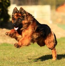 Old German Shepherd Dog German Shepherd Longhair Altdeutscher Schaferhund Deutscher Sch In 2020 German Shepherd Pictures German Shepherd Dogs German Shepherd Art