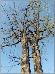 Image result for Tinospora fragosa