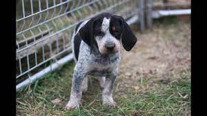 Then you can select 'show additional search options' to refine your search by age, breed and. Fun And Silly Bluetick Coonhound Puppies At 7 Weeks Youtube