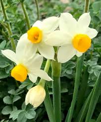 Narcissus Canaliculatus Circa 1915 This Multi Flowering Scented Miniature Has A Slightly Reflexed White Perianth And A Go Narcissus Flower Narcissus Flowers
