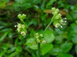 Image result for Sanicula elata