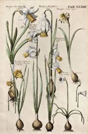 The Antiquarium Antique Print Map Gallery Michael Valentini Narcissus Albus Hand Colored Copperplate Engraving Art Nouveau Illustration In 2019 Botanical Illustration Vintage Botanical Prints Botanical Drawings