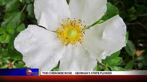 We want to build a relationship with you. Cherokee Rose Local News Youtube