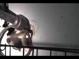 The sounds are often described as slow moving and plodding, as if something is being dragged around the attic. Raccoons In The Wall Youtube