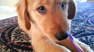 Golden Retriever Puppy Brushes Her Teeth Youtube