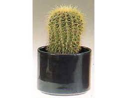 Many species of cactus have long, sharp spines. Photos Of Poisonous Plants And Flowers For Dogs