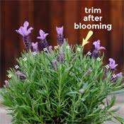 Pruning the dead stuff is really the way to go in the future. How To Successfully Grow Lavender Empress Of Dirt