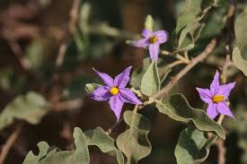 Image result for Solanum campylacanthum 'incanum type'