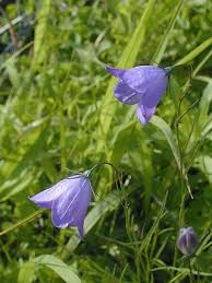 Image result for Crepidorhopalon parviflorus