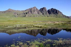 Image result for Sopubia conferta