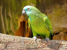 You can tell males and females apart once the birds reach adolescence, at least 18 months of age. How Long Do Parrots And Other Pet Birds Live