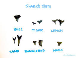 Fossil Sharks Teeth Identification For Sw Florida Shark