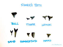 fossil sharks teeth identification for sw florida shark