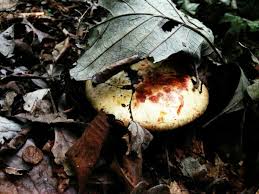 Image result for Boletus projectelloides