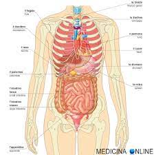 Cosa Si Trova A Sinistra E A Destra Del Corpo Umano Medicina Online