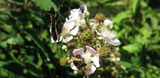 Check spelling or type a new query. Competition Between Honey Bees And Bumblebees Beesafe