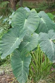 It's a great alternative to potatoes, sweet potatoes, and yams, and lends a pretty purple hue to your plate, says rumsey. Taro Wikipedia