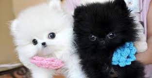 Teacup pomeranians are very active, playful and friendly puppies. Looking For A New Puppy A Litter Of Pomeranian Teacup Pups Are Ready For Adoption Cedar City News