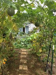 Just like growing your living green teepee playhouse for kids summer fun. Growing Fruits Veggies On A Squash Arch Homestead Gardens Inc