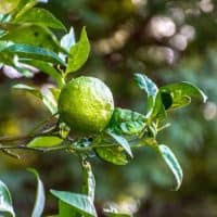 Check spelling or type a new query. When Does A Lime Tree Produce Fruit Greenupside