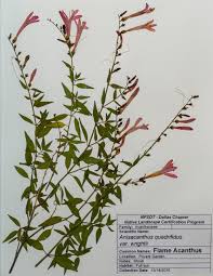 Image result for Anisacanthus