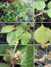 Image result for Paranecepsia alchorneifolia