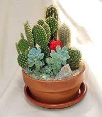 Each individual cacti features a delightful floral bloom at its tip, adding a splash of color to your own desert landscape. Send The Cactus Garden Bouquet Of Flowers From The Flower Cart In Scottsdale Az Local Fresh Flower Delivery Dire Mini Cactus Garden Dish Garden Cactus Garden