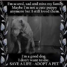 Don T Breed Or Buy While Shelter Pets Die Opt To Adopt Dogs Best Dogs Animals