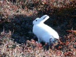 (n) an indoor dipole television antenna consisting of two often extensible rods attached to a base to make a v shape. Arctic Hare Facts Pictures More About Arctic Hare