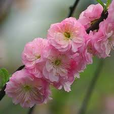 Maybe you would like to learn more about one of these? 25 Of The Best Early Spring Blooming Flowers Gardener S Path