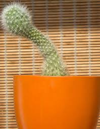 Il y a 4 différentes formes de pénis selon la science… et chacun leurs  atouts - Elle