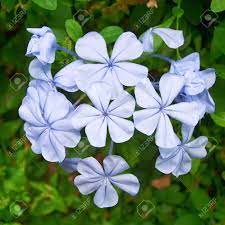 We did not find results for: Light Blue Jasmine Flowers Natural Background Stock Photo Picture And Royalty Free Image Image 18311518