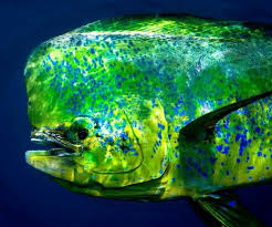Mahi Mahi Durado Saltwater Fishing Florida Keys Schone Fische Meerestiere Fische