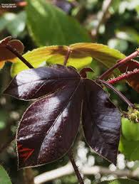 Image result for Jatropha gossypiifolia