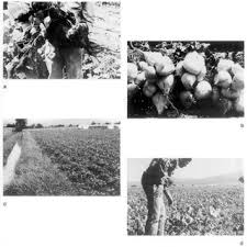 Pdf Yam Bean Pachyrhizus Dc