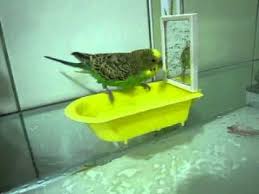 Muhabbet Kusu Banyo Keyfi 1 Youtube