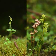 Image result for Malaxis weberbaueriana