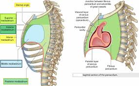This image shows the structures of the superior mediastinum in tact. Mediastinum Anatomy Location Cavity Organs Function Tumors