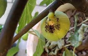 However, an inquiry into the world of figs turns up. Ants Seem To Have Burrowed Into One Of My Figs And Created A Circle Of Ritual Sacrifice At Its Mouth Gardening