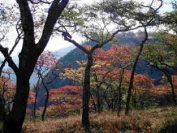 Image result for Brachystegia microphylla