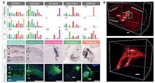 The most extensively studied form of rna editing involves the adar protein. An Atlas Of The Protein Coding Genes In The Human Pig And Mouse Brain Science
