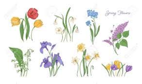 Cheerfulness, good sense of humor. Spring Flowers And Their Meanings Blog Dan S Brandywine Floral