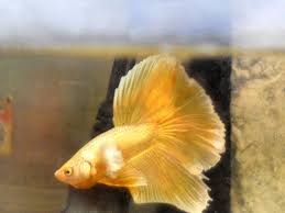 Ikan cupang merupakan salah satu ikan hias yang mudah dipelihara. Si Genit Manja Ikan Cupang Seharga Rp 600 Ribu