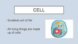 We did not find results for: Living Organisms Vocabulary Cell Smallest Unit Of Life