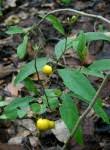 Image result for Solanum campylacanthum 'panduriforme type'